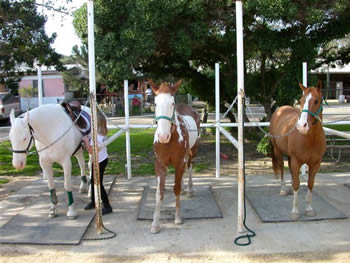 Grooming Racks